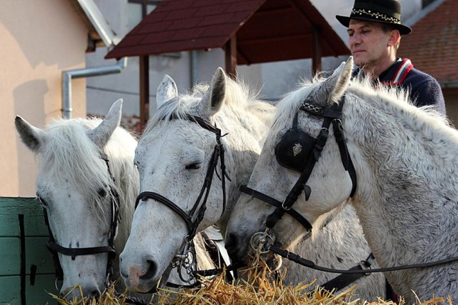 Конезаводчик из села Коритна в хорватской Славонии Конезаводчик из села Коритна в хорватской Славонии. Фото: Glas-slavonije.hr, Maja Muškić